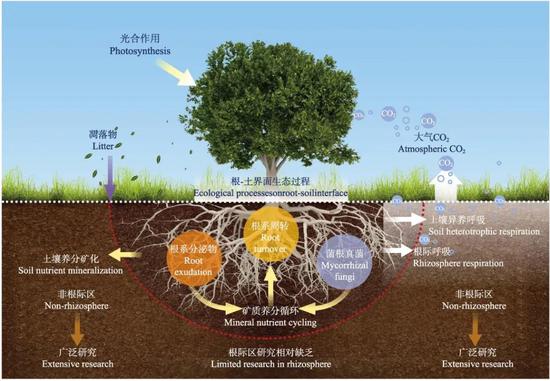 全球气候变化背景下森林生态系统根际生物地球化学循环过程研究框架图