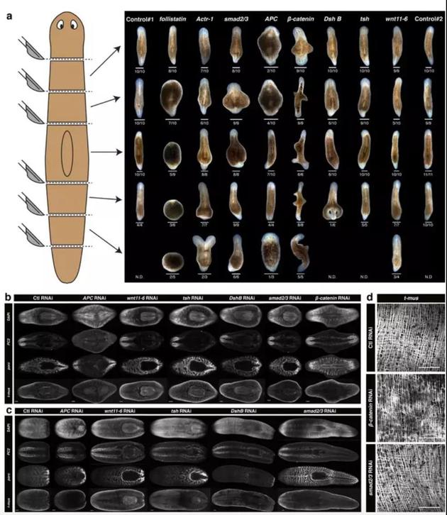 再生片段和裂殖亲本的形态和/或内部组织的分析。

　　图片来源：Arnold et al。（Reference 1）