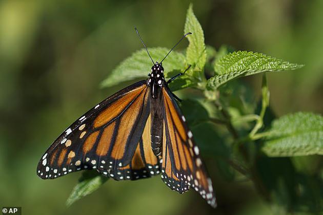 美国加州大学伯克利分校的科学家将果蝇幼蛆赋予黑脉金斑蝶（以马利筋为食的一种蝶类）的特性，他们的努力被认为是人类首次对动物进行基因改良，使其幸存于完全不同的环境，同时食物和掠食者也发生了改变。