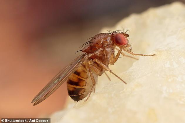 在自然环境中，果蝇如果吃了马利筋（一种黏性充满汁液的植物）就会死亡，之后果蝇的尸体会被饥饿的青蛙和鸟类吞食，现在科学家对果蝇DNA进行编辑，使它们能够吃有毒的马利筋而不会死亡，当青蛙和鸟类吞食它们时，会将果蝇呕吐出来。