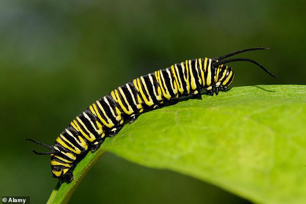 黑脉金斑蝶幼虫可以吃马利筋，而马利筋对于鸟类和青蛙而言是一种有毒植物。
