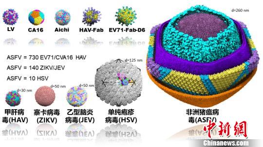 研究团队解析了四类三十余种全病毒原子分辨率的结构，从结构比较中可以看到非洲猪瘟病毒是一个十分巨大、复杂的病原体。研究团队 供图