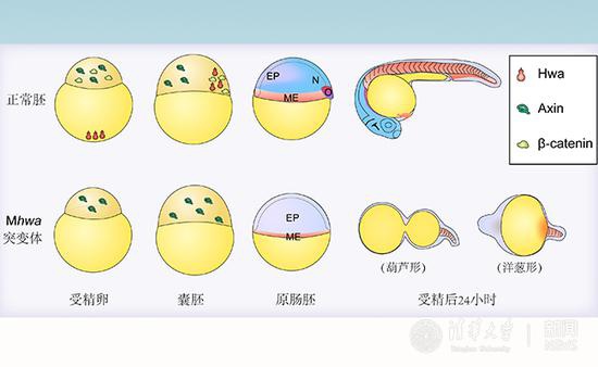 图片来源于清华大学新闻网