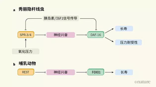 图1 | 线虫和哺乳动物的寿命受神经兴奋调节。a，Zullo和同事指出，在秀丽隐杆线虫中，SPR-3和SPR-4蛋白降低了参与神经兴奋和突触神经传导的基因的表达。SPR-3和SPR-4因此起到抑制神经兴奋的作用。由此导致转录因子DAF-16的激活（通常被神经兴奋抑制），促进了长寿和抗氧化压力。氧化压力和胰岛素/胰岛素样生长因子I（IGF1）信号传导都是影响寿命的因素。新发现暗示，这两种因素一定程度上是通过影响SPR-3/4和神经兴奋起作用的。b，作者还发现在人类和小鼠中，SPR-3和SPR-4的对照蛋白REST下调了大脑皮质中神经兴奋所涉及的基因。随后被抑制的神经兴奋激活了DAF-16的对照蛋白FOXO1。REST在长寿人类的皮质中表达增加，但与神经兴奋相关的基因表达被下调了。