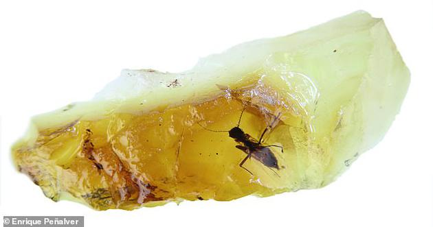 琥珀被称为考古学领域的“圣杯”，因为远古生物能够完整地保存在3D空间中，看上去其中的生物就像处于假死状态，时间永远被定格下来。