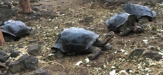 人工饲养场的“小乔治”们