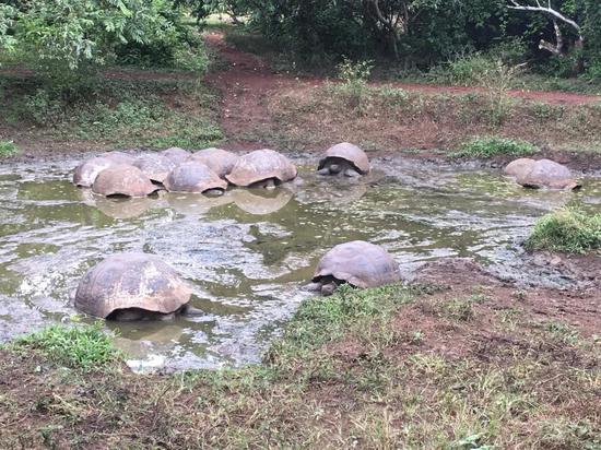 陆龟最喜欢在高地的天然泥塘里悠哉悠哉地喝水泡澡