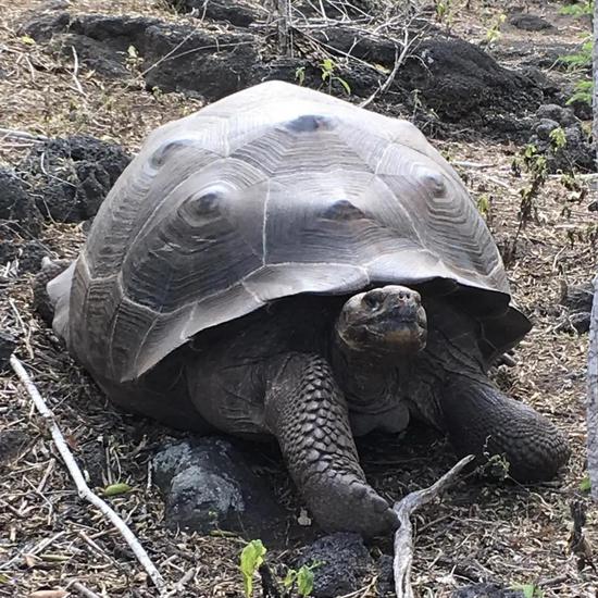 伊萨贝拉岛的大龟