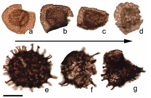  孢子沿箭头方向显示不同时期的变化