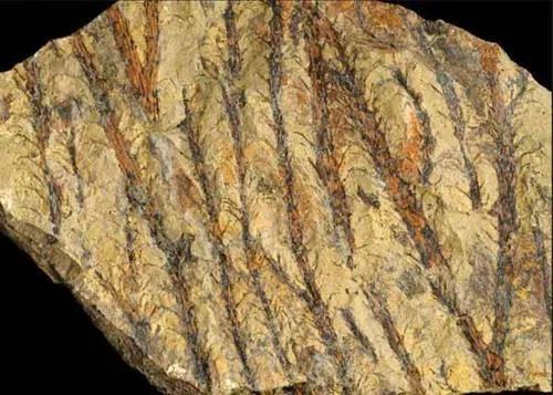  我国新疆的泥盆纪莱氏蕨化石