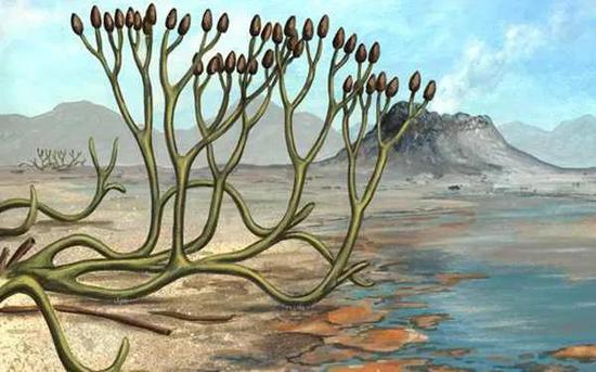 泥盆纪早期的蕨类植物形态