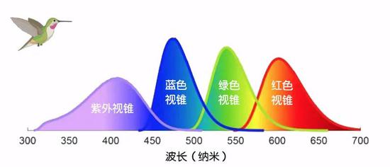 多数鸟类拥有四种视锥细胞，除了蓝、绿、红光之外，还能感知到紫外光。| 图片来源：Stoddard Lab