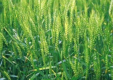 Img361152300.jpg