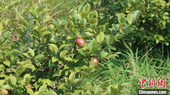 /images/20220617/84119f3b77a96be2511d6305cedaf94a.jpg 5f644310-cfc2-4a57-a094-2b8b4bf0d140_zsite.jpg