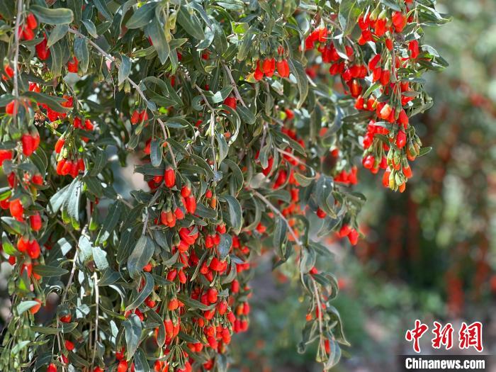 /images/20240202/43edee73437338fc081c72d8fb5de869.jpg 2aa561ba-e3a0-461a-b9f8-e91ea6070f53_zsite.jpg