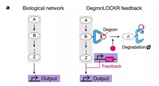 ▲在酵母中的调控示意图（图片来源：参考资料[2]）