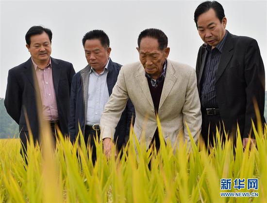 2013年10月17日，袁隆平出席在湖南永州举行的“种三产四”丰产工程现场会。 新华社记者 白禹 摄